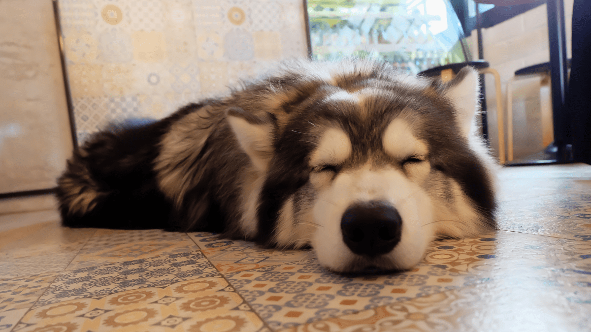 Siberian Husky sleeping habits