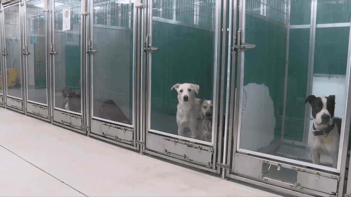 Spending Christmas Alone A Shelter Dog Could Be Your Companion