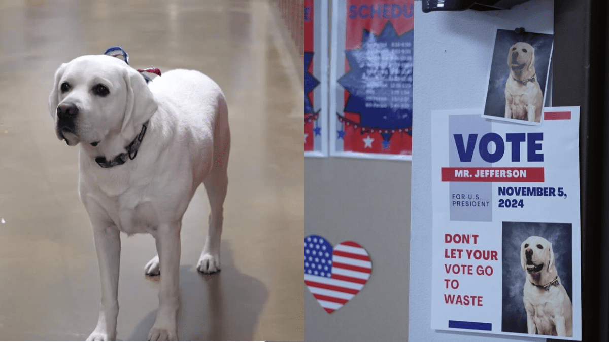 Therapy Dog Brings Awareness to Election Season, Spreads Kindness