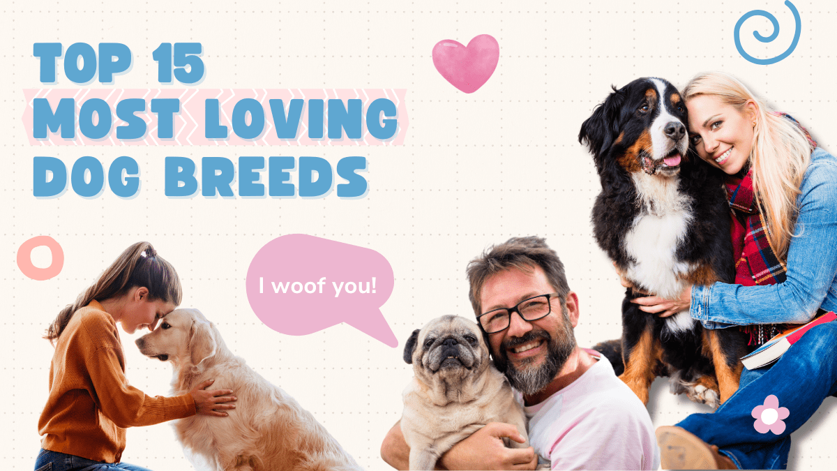 Top 15 Most Loving Dog Breeds