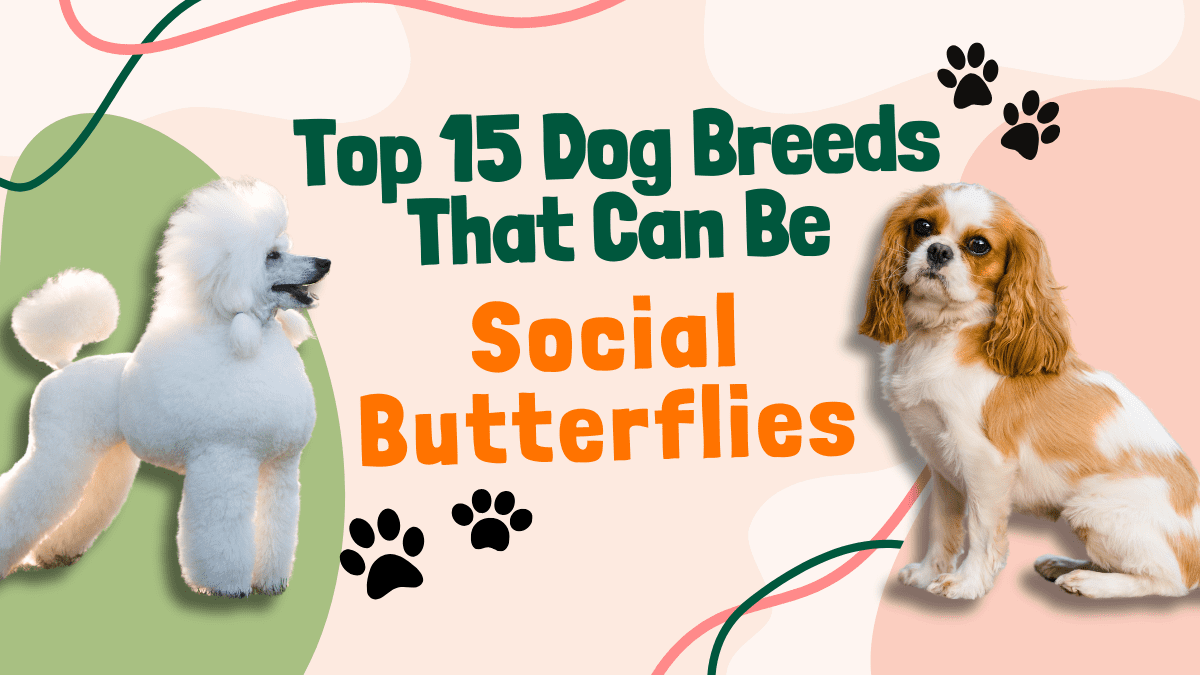(2) FINAL Top 15 Dog Breeds That Can Be Social Butterflies