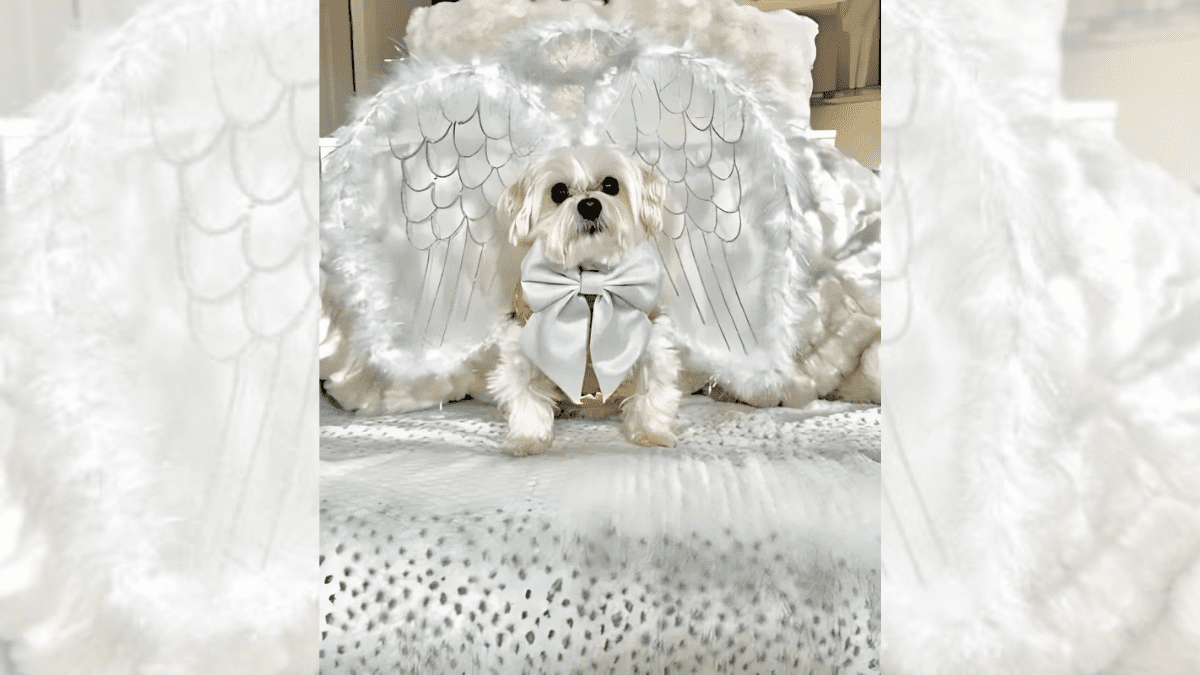 Angel 1