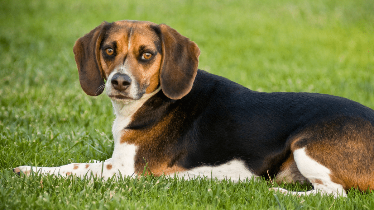 Beagle drbimages Getty images