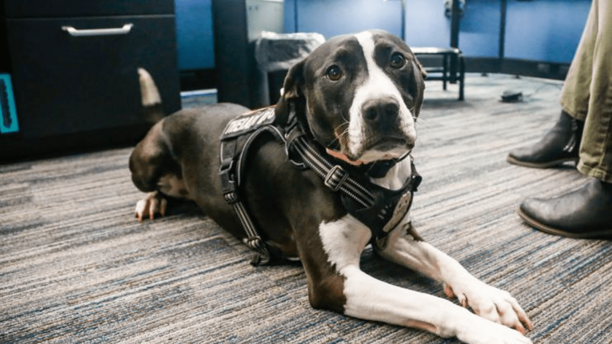 Bella at the Normans 911 call center