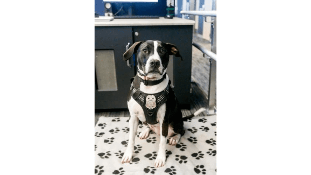 Bella taking a break from her rounds at the 911 call center
