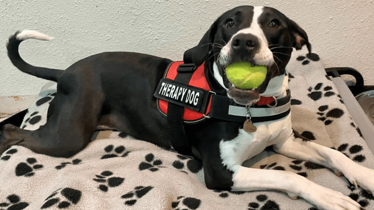 Bella trained by Oklahoma prisoners