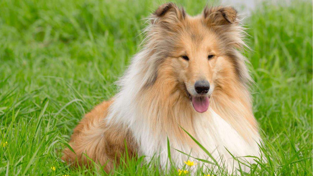 Border Collie delectus Getty images Signature