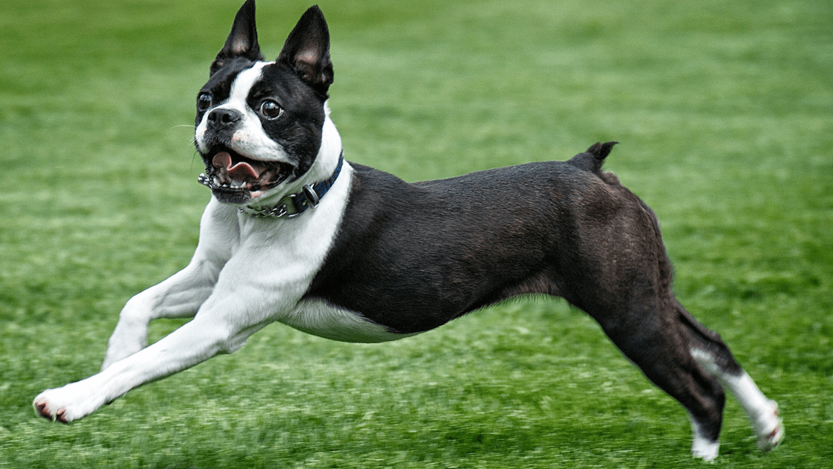 Boston Terrier blueumbrellastudios Getty images