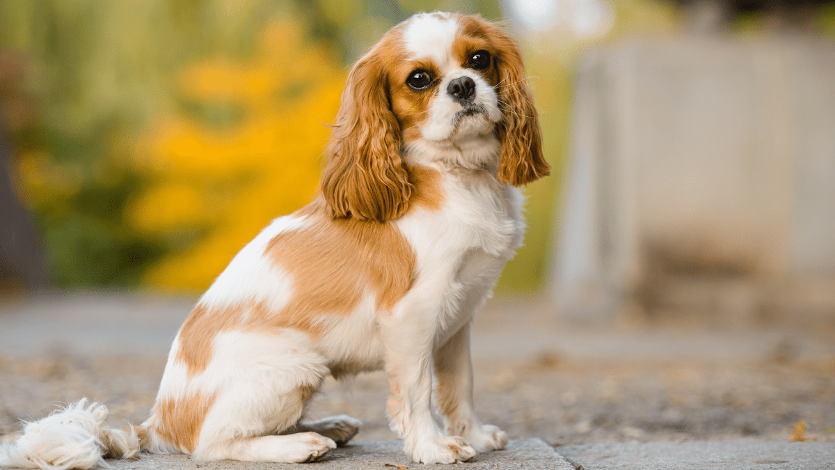 Cavalier King Charles Spaniel Vitort a from Getty images