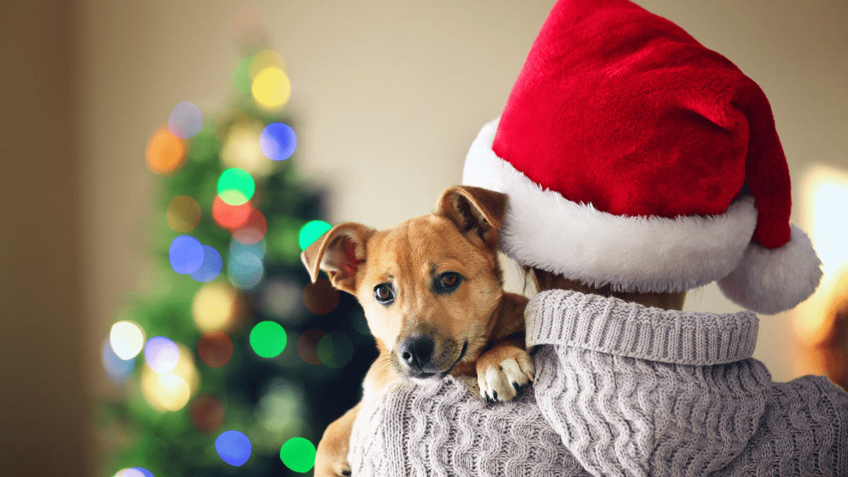 Celebrating Christmas with a dog