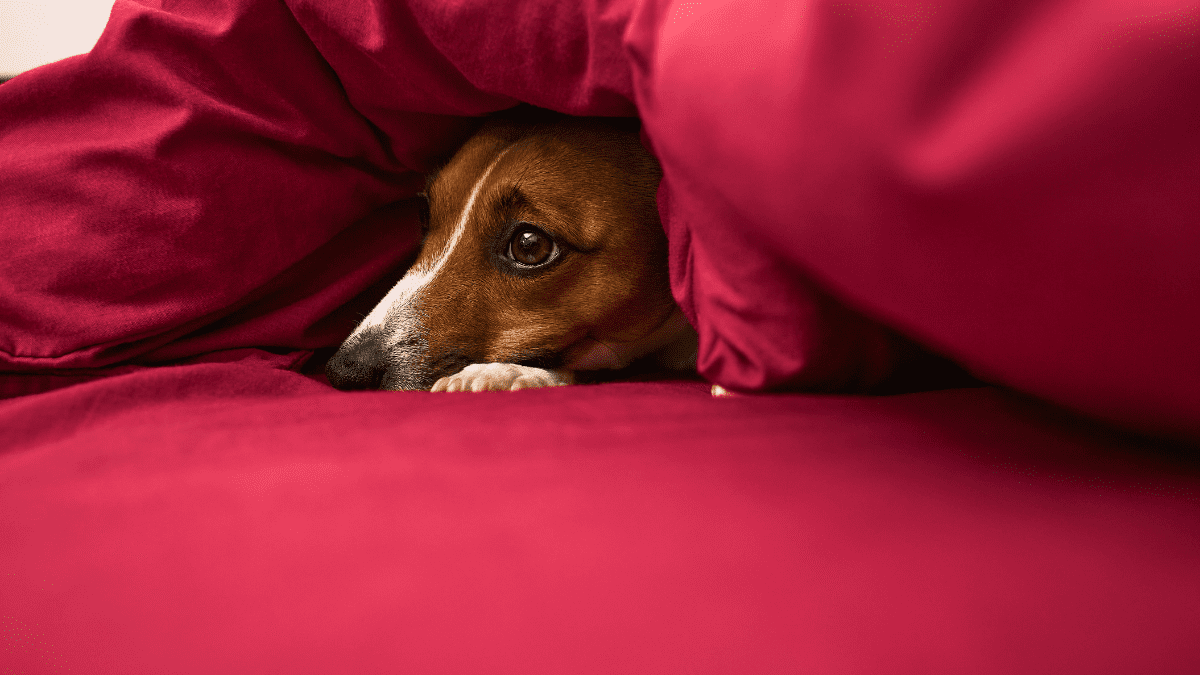 Dmitry Koplets via Getty Images