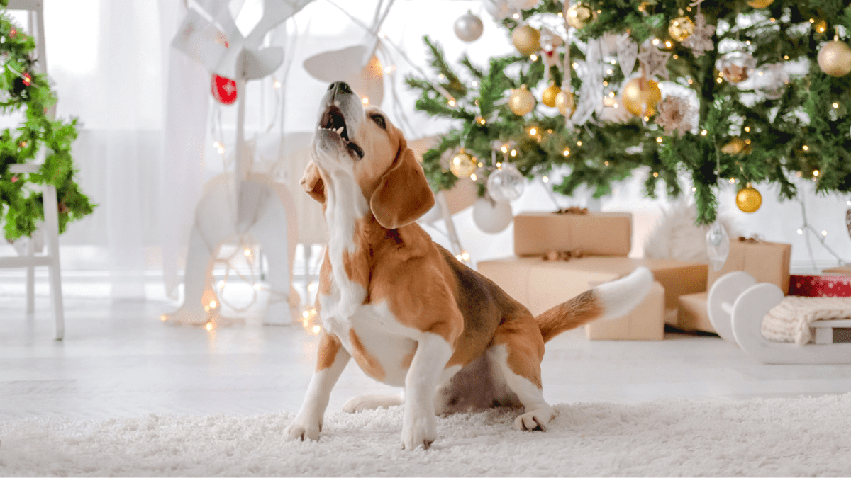 Don’t Let the Holidays Overwhelm Your Pup: 4 Tips for Pet Owners