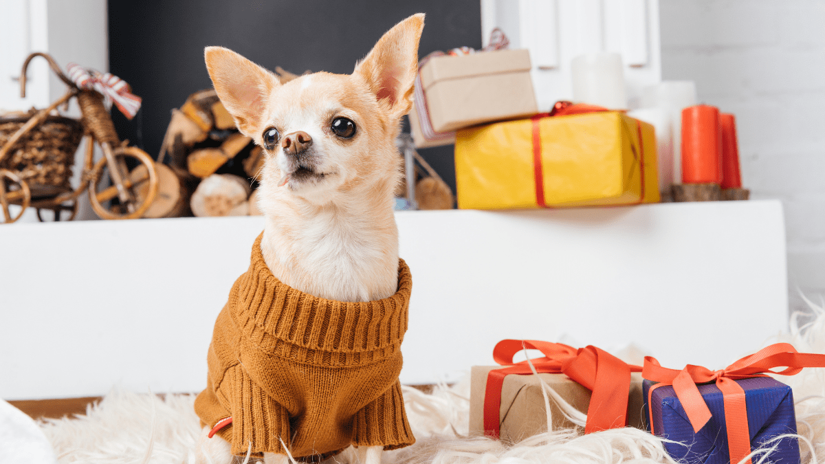 Dog surrounded by gifts