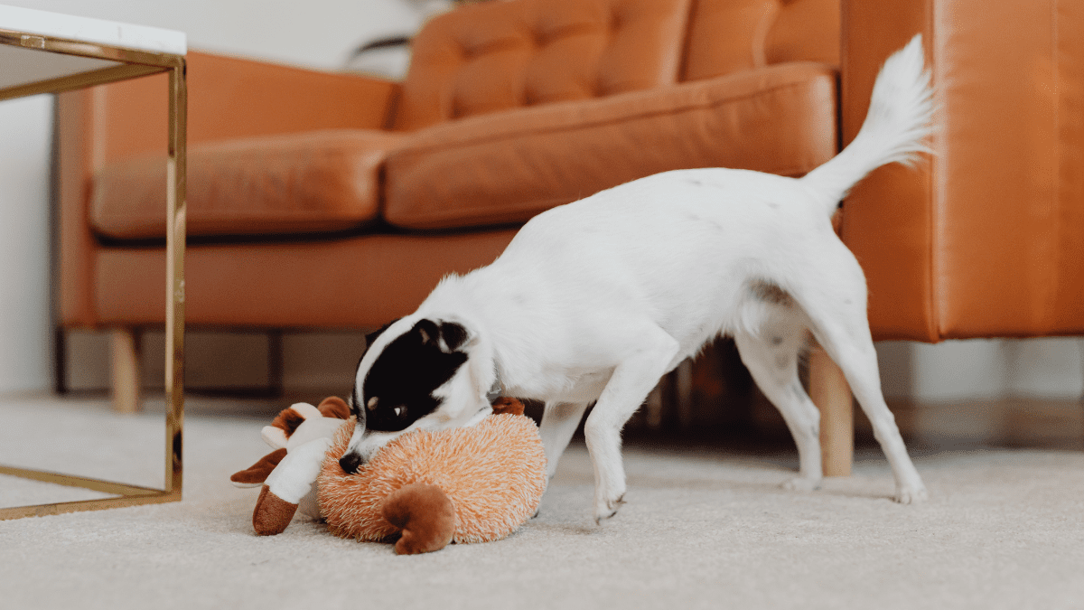Dog with a chew toy