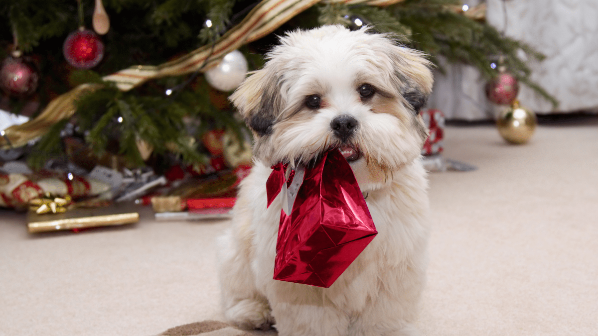 Dog with a gift
