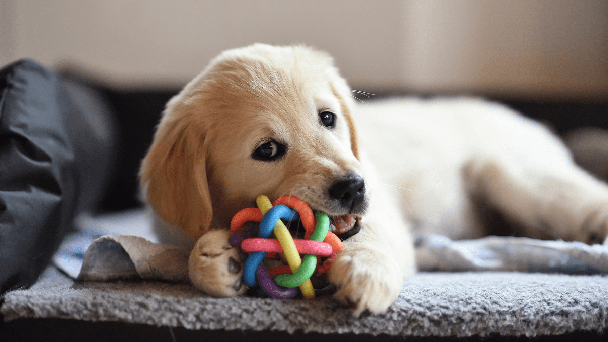 Dog with chew toy