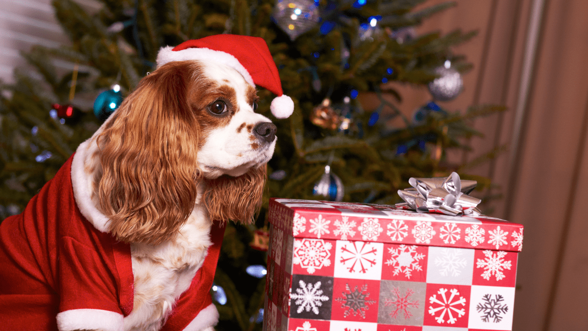 Dog with santa hat