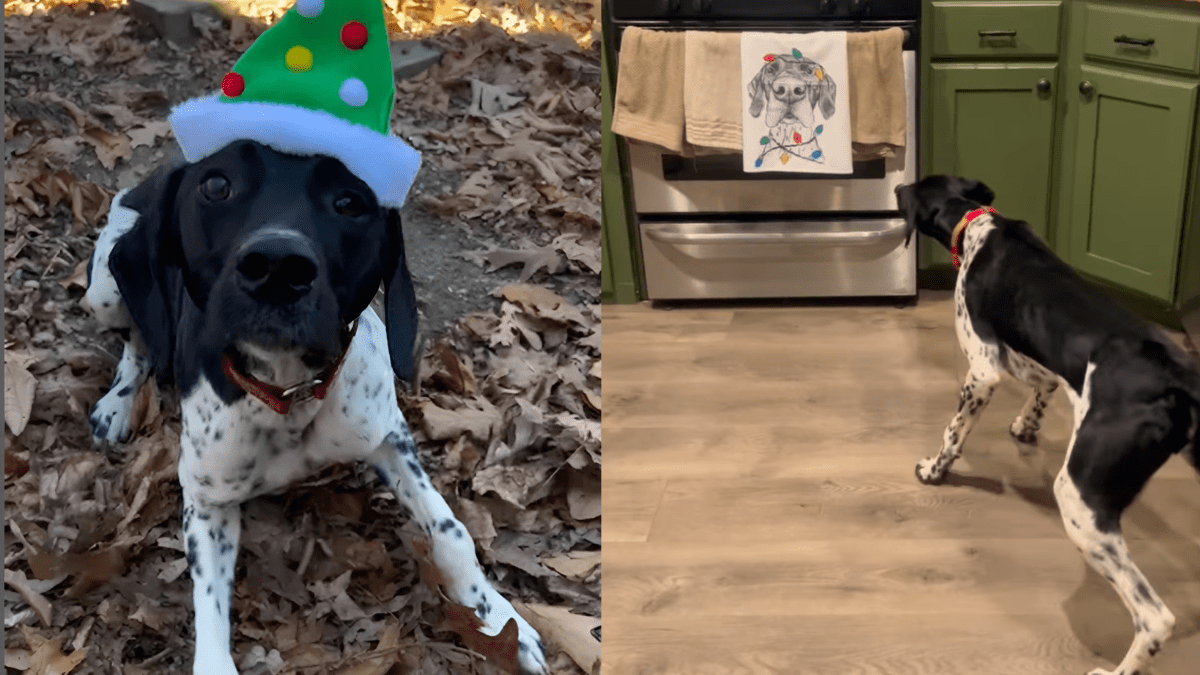 Dog's Hilarious Response to Unusual Christmas Decoration Captivates the Internet
