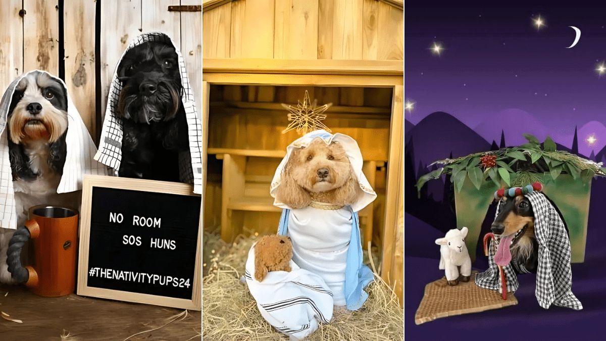 Dogs Take Center Stage as Nativity Characters This Christmas
