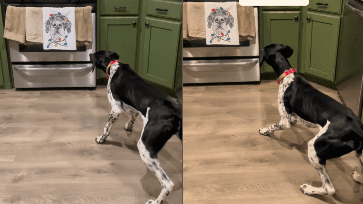 Dogs reaction to Christmas decoration