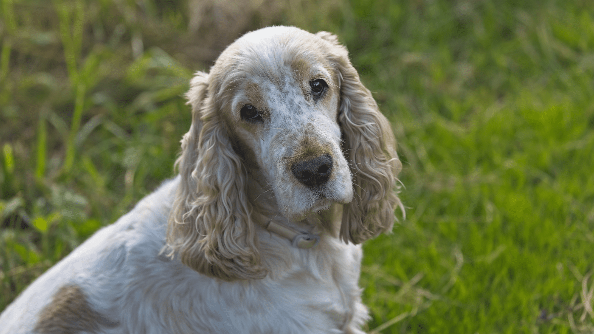 English Springer Spaniel Olavi Anttila from