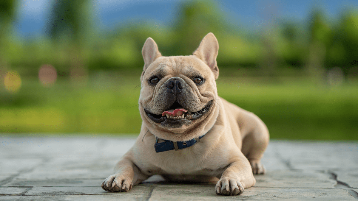 French Bulldog PTG PRO from Getty images