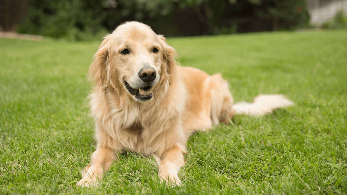 Golden Retrievers Yobab from Getty images
