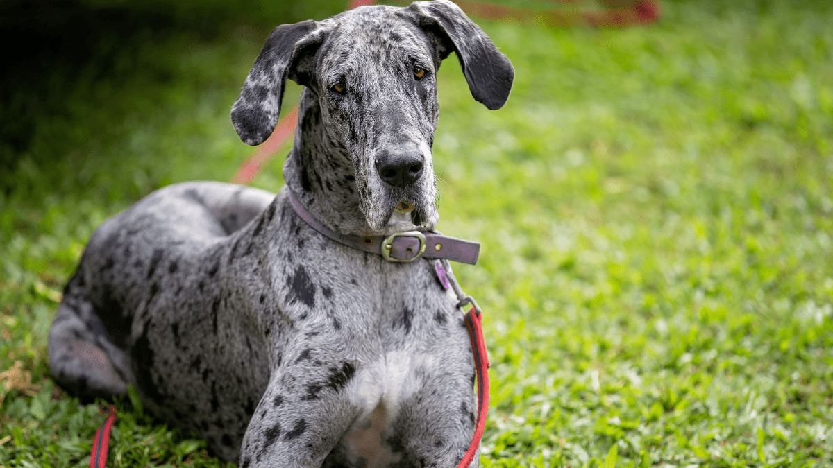 Great Dane Jackson Stock Photography