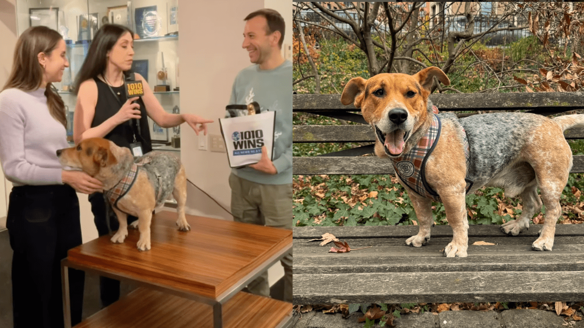 How a Basset Cattle Dog Became New York City's Honorary Mayor-Elect
