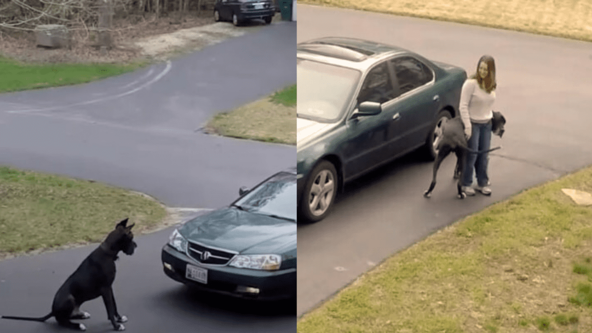 How a Great Dane’s Heartwarming Greeting Melted Millions of Hearts