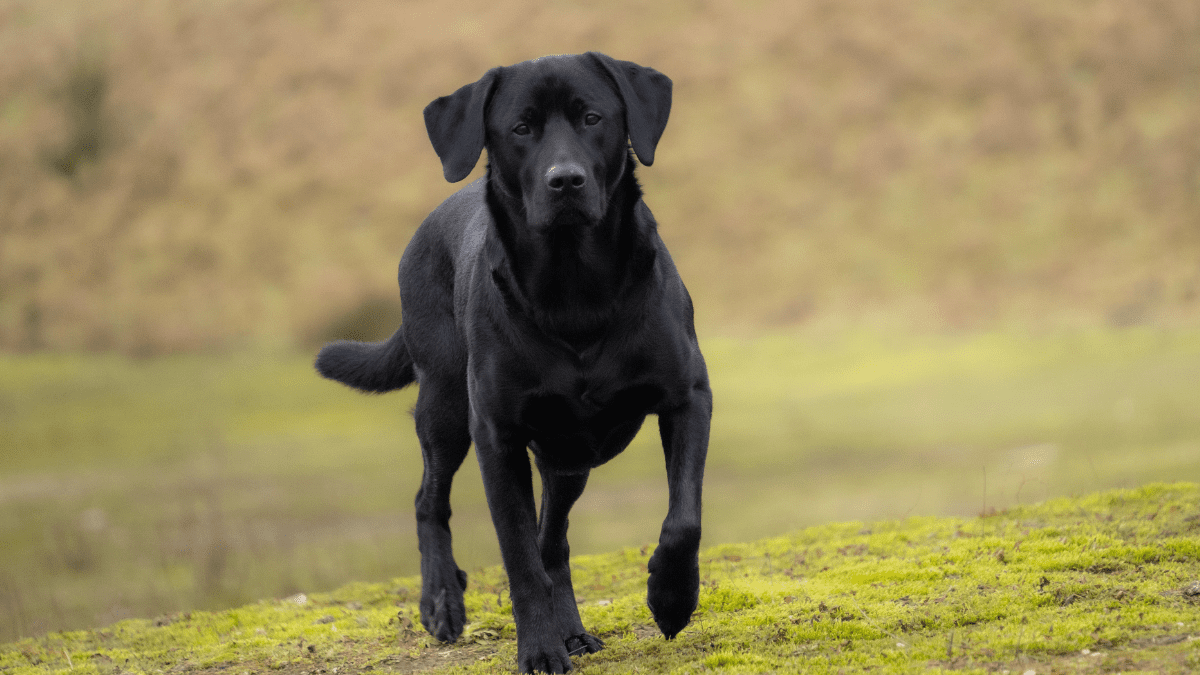 Labrador Retriever Mark Coendraads from