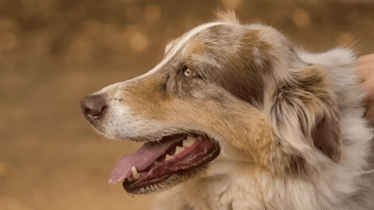 Madera Ranch Dog Wins Big as Farm Dog of The Year