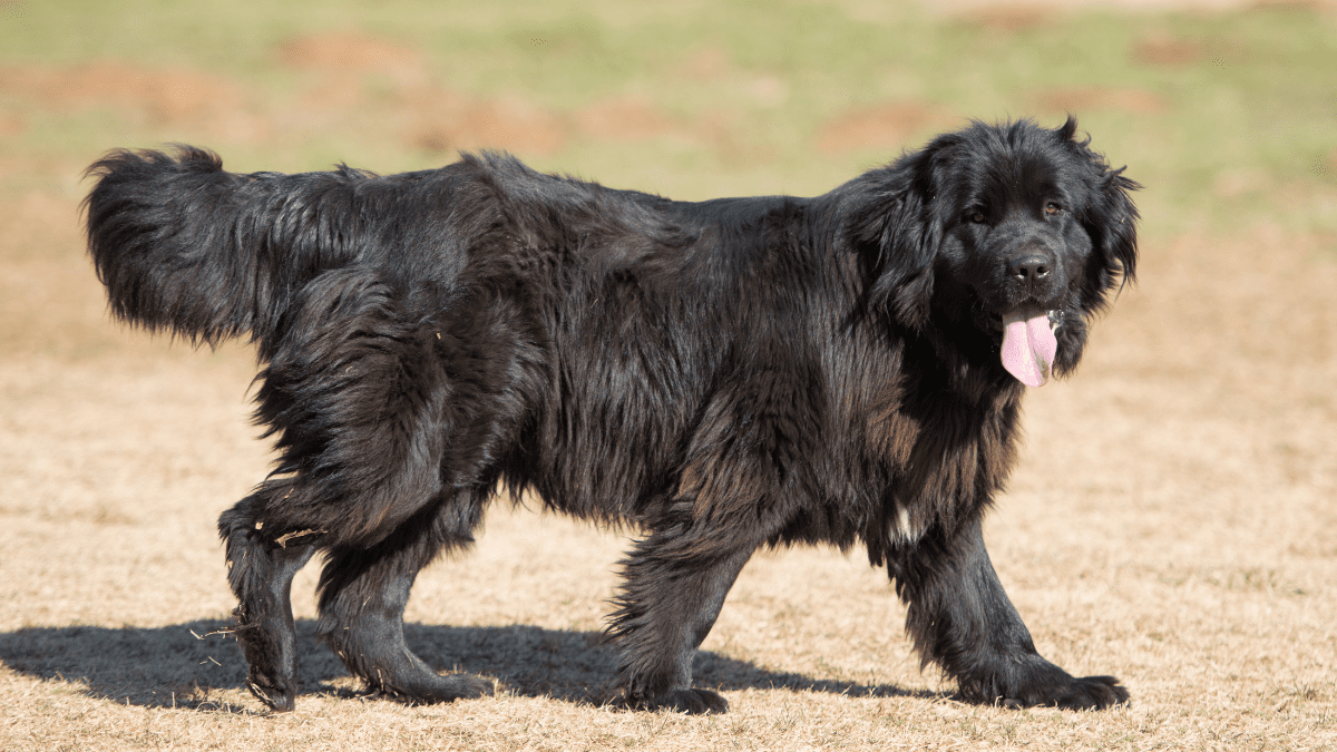 Newfoundland Hakase from Getty images