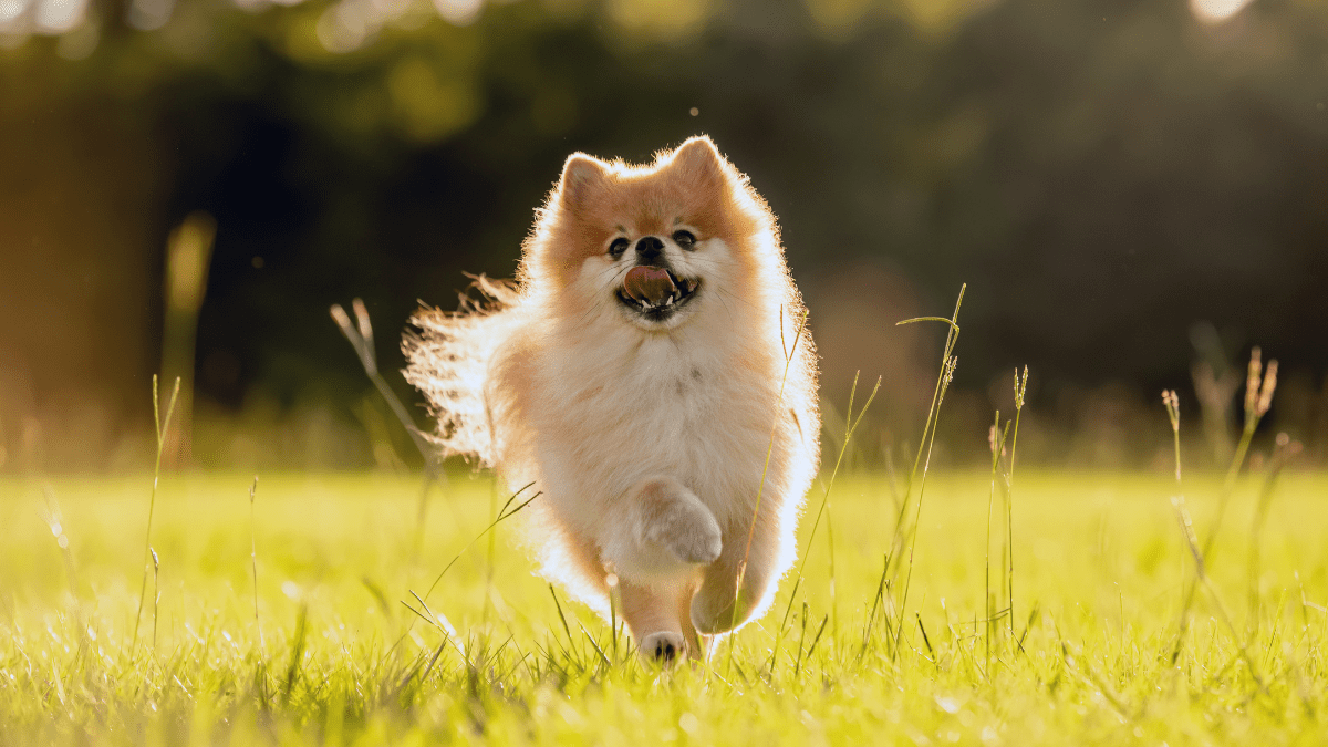 Pomeranian