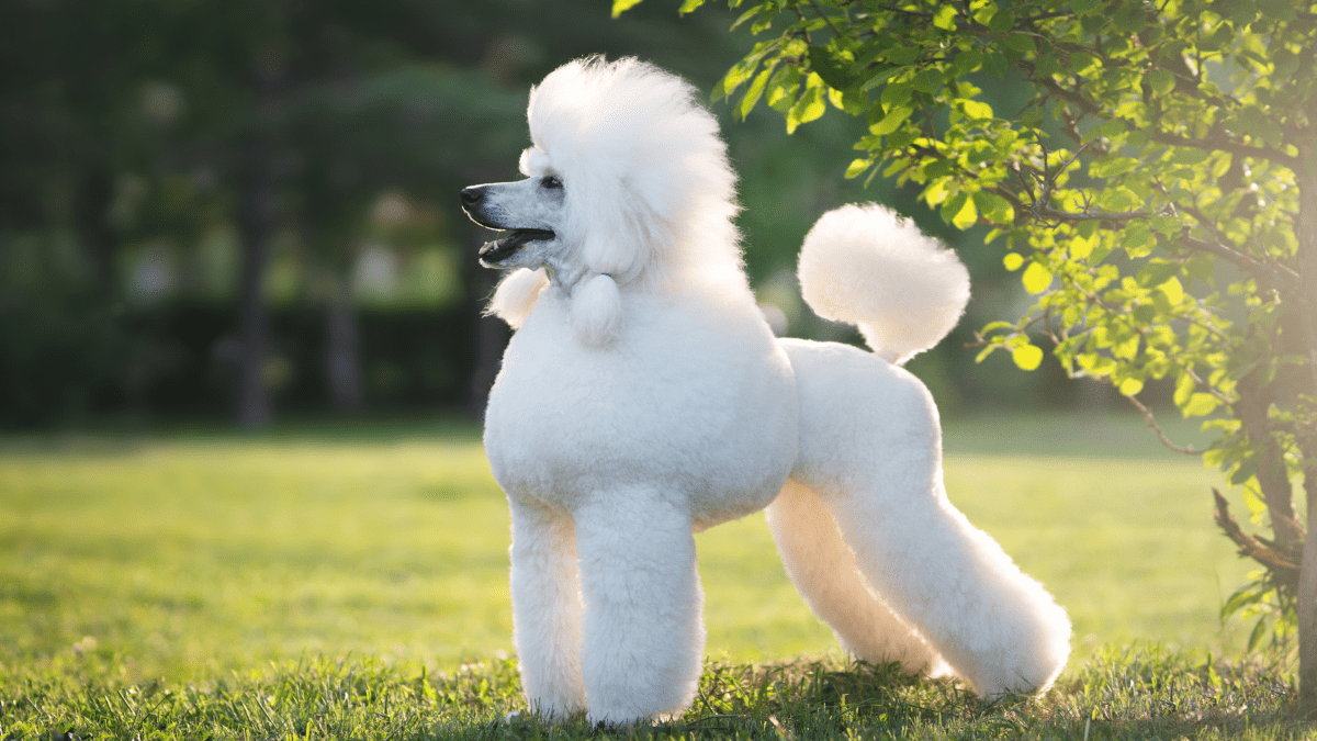 Poodle Anmfoto Getty images