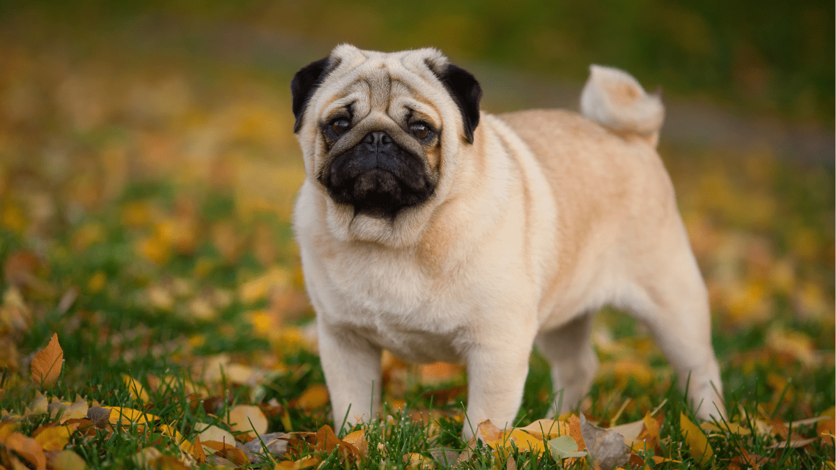Pug akegooseberry from Getty images