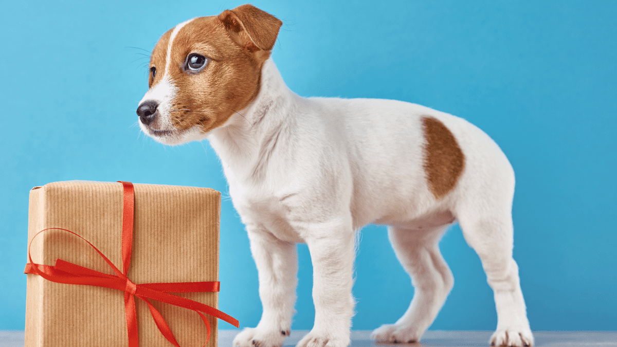 Puppy as a gift