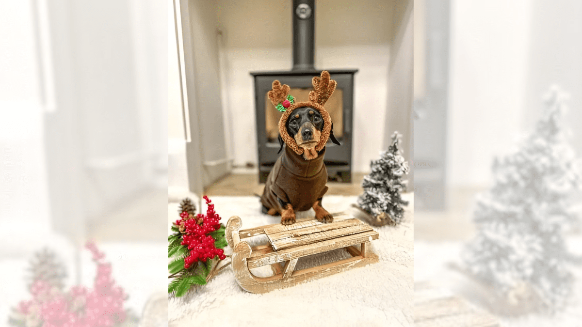 Reindeer