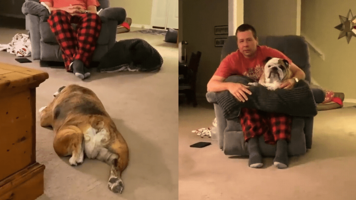Reuben the Bulldog’s Evening Dance Will Brighten Your Day