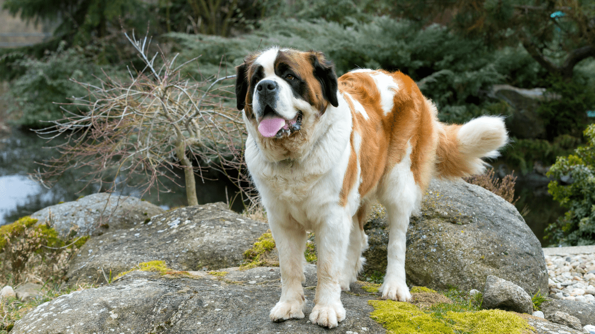 Saint Bernard Artush