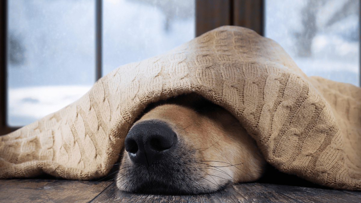 Seasonal Depression in Dogs Heres What Vets Want You to Know