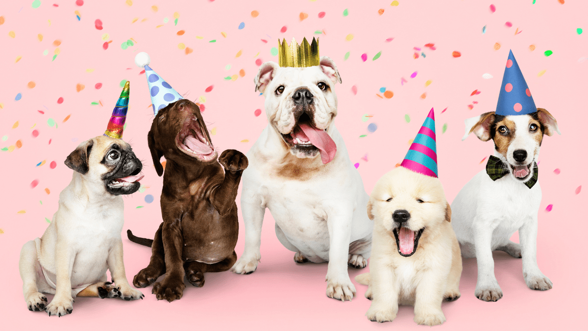 A Dog Owner’s Guide to Surviving New Year’s Eve Celebration