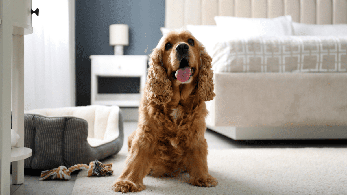 The Ultimate Guide to Finding Dog-Friendly Hotels for Your Next Trip