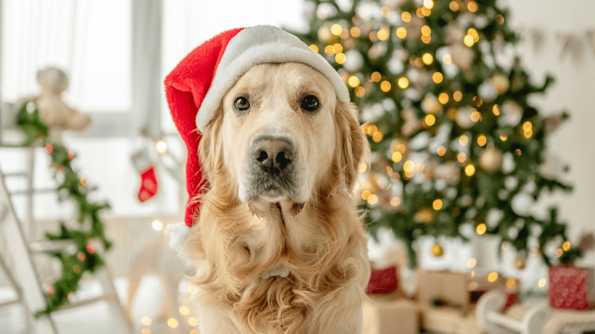 What You Need to Know Before Gifting a Pet This Holiday Season
