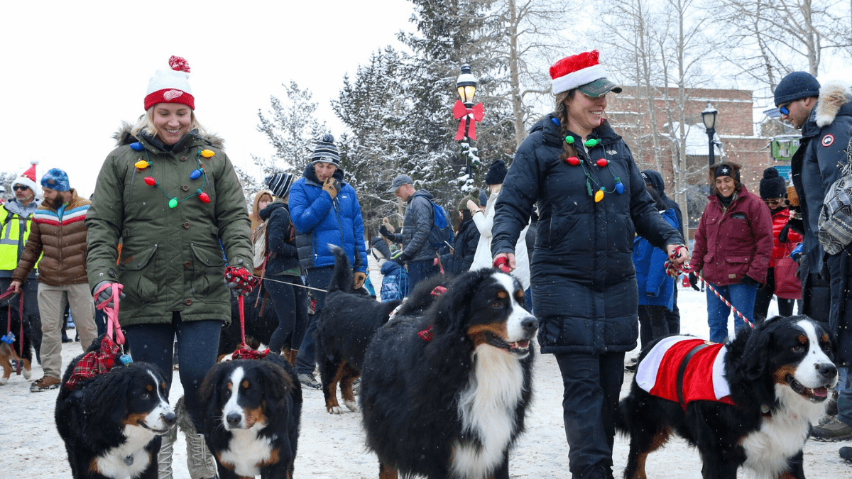 Why Hundreds of Bernese Mountain Dogs Make Breckenridge a Holiday Dream
