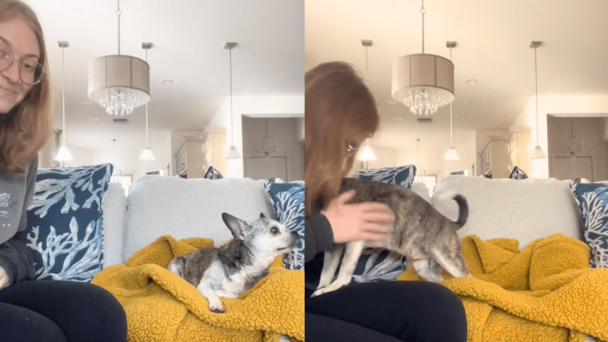 Woman's Long Drive Leads to Heartwarming Reunion with Senior 'Soul Dog'