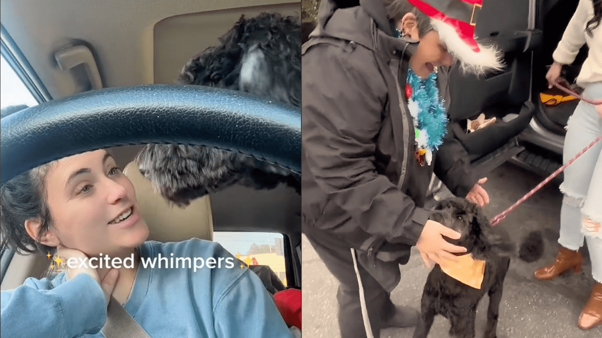 A Dog’s Favorite Drive-Thru Worker Gets the Surprise of a Lifetime