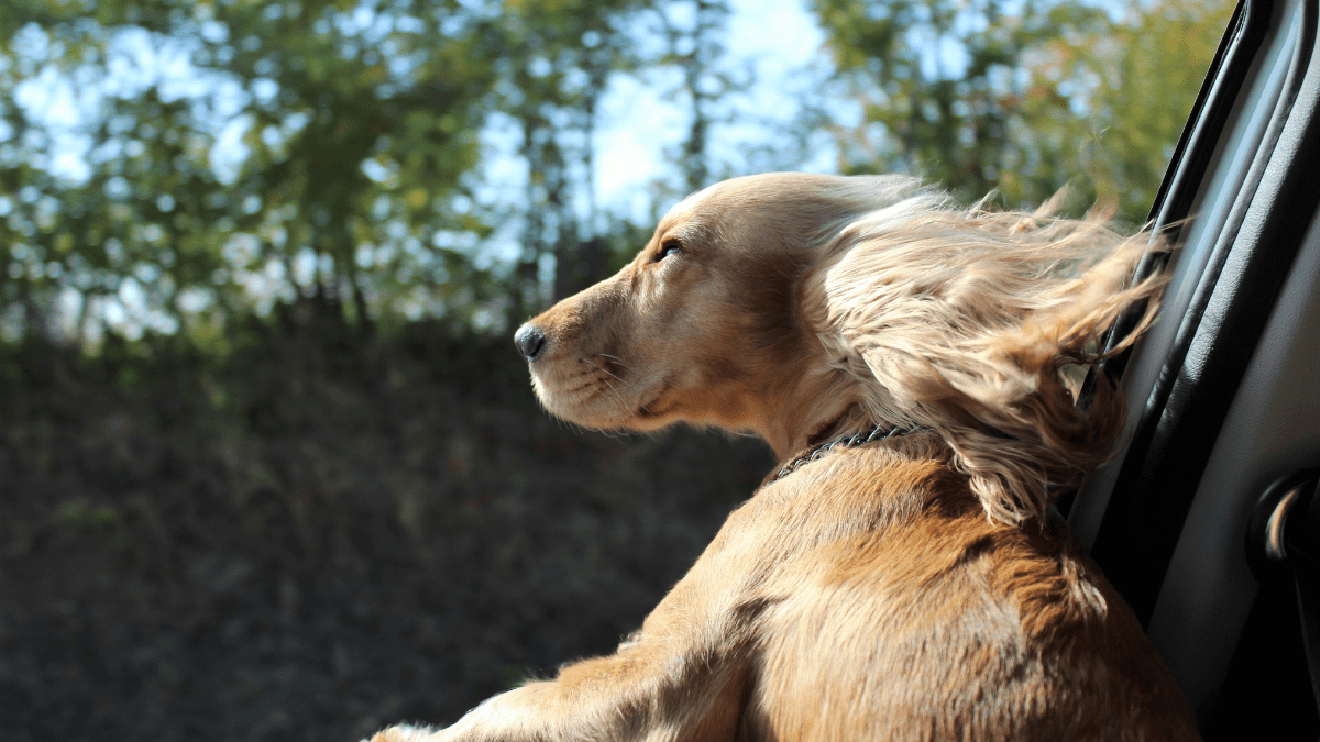 Allowing dogs to hang their heads on car windows Zmaj88 from Getty Images
