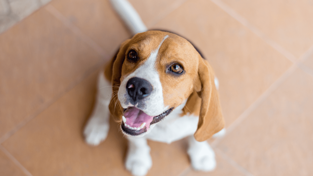 Beagle