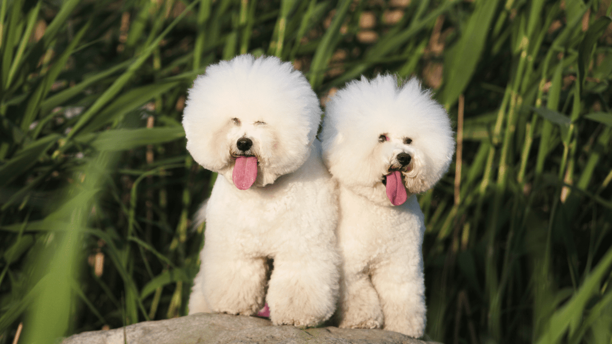 Bichon Frise